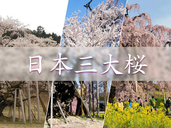 日本三大桜・五大桜について調べてみた