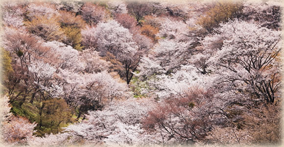 日本三大桜名所について調べてみた